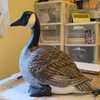 CONCRETE GOOSE, ACRYLIC