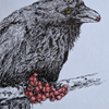 Raven with rowan berries
