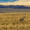 Sand Hill Cranes arrive 