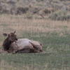 cow Elk giving birth 