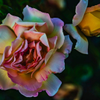 Roses at the Train Station - June 4 2026