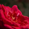 Mini rose macro sv1 