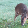 Muntjac Deer