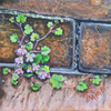 Thrive Between the Cracks