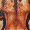 Eye-Catching Cheetah 