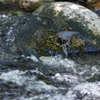 Water Oozel