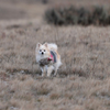 Wild Wolf of the Northwest