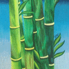 Bamboo