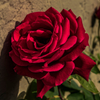 Cedar Street Rose - April 26 2025