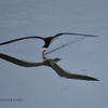 Black Skimmer