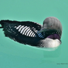 Pacific Loon