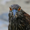 Black Crowned Night Heron 
