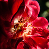 Mini rose macro sv1-4 