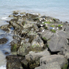Gull Island