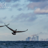 Taking Flight