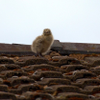 On The Tiles