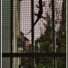 window guest