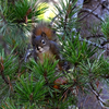 Red Squirrel Peeking thru Pine Needles