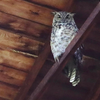Owl in a barn by Carly Jo