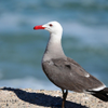 Heermann’s Gull