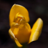 Yellow Tulip P6454