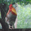 bird buddy