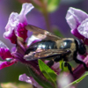 carpenter bee