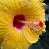 Evening Hibiscus
