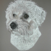 Casper the Bichon