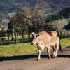 Cow  El Volcan, Panama