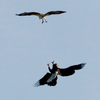 Osprey vs Eagle 