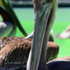 Brown Pelican