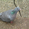 Stock Dove Pigeon