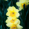 Daffodils P4058