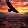 Powerful eagle silhouetted against a fiery canyon sunset sky