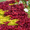 coleus
