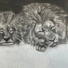The Lions Sleep Today 