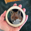 Red Fox Pointillism Wood Slice 