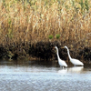 Great Egrets (Casmerodius albus), Jamaica Bay, New York City, 08-07-2015