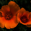 California Poppies - April 26 2025