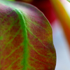 Leaf study