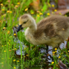 Gosling