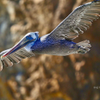 Brown Pelican 5