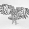 Grey Owl