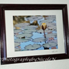 Framed FLW Waterlillies Yellow 1A