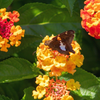 silver spotted skipper