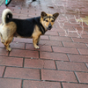 a street dog