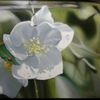 Blossoms
