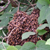 SWARM OF BEES