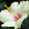 Hibiscus rosa-sinensis Moonlight 07-05-2007